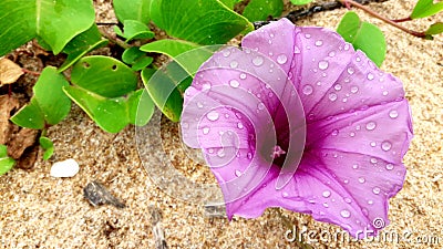 beach flower in hikkaduwa srilanka Stock Photo