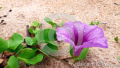 beach flower in the hikkaduwa beach srilanka Stock Photo