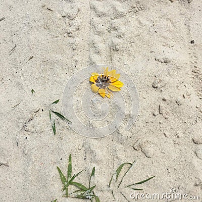 Beach flower sunflower sand lost alone grass beach sand flowers Stock Photo