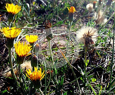 Beach flowers Stock Photo