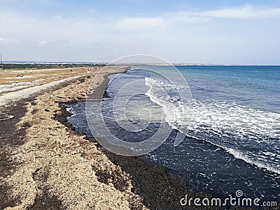 Beach full of dry seaweeds by the shore Stock Photo