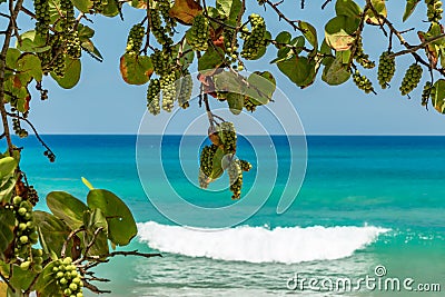 Beach grape growing near oceanfront Stock Photo