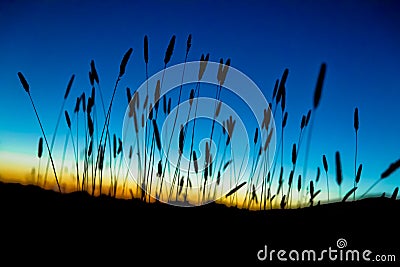 Beach Grass Silhouette at Sunset Stock Photo