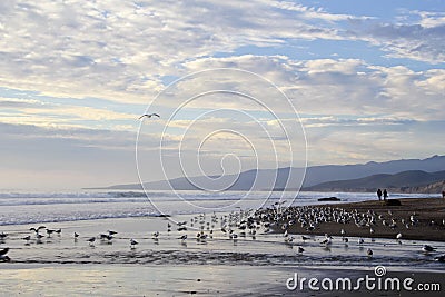 Beach, gulls, ocean and couple holding hands Stock Photo