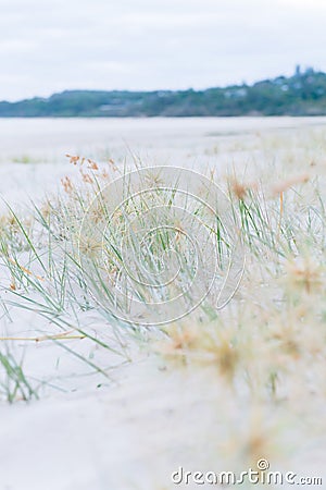 Beach landscape of silver grass and fine white sand Stock Photo