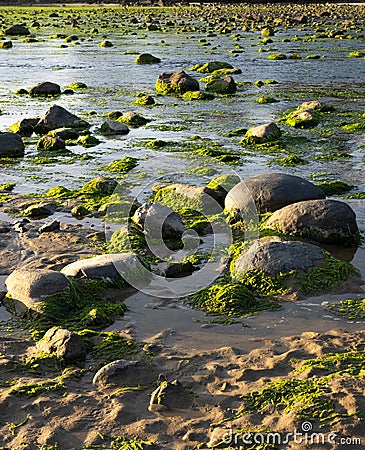 Rocks and algae at low tide Stock Photo