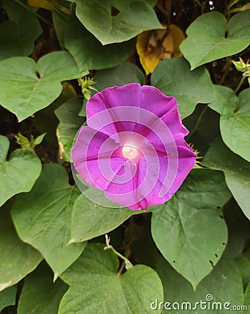 Beach moon flower or Ipomoea violacea Stock Photo