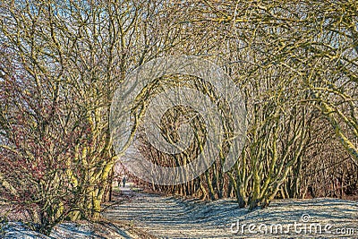 On a beach a natural, leafless tree tunnel is being crossed by a couple hand in hand, who fades away among bare tree branches Stock Photo