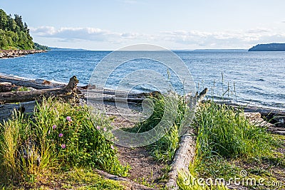 Beach with Natural Vegetation and Driftwood Stock Photo