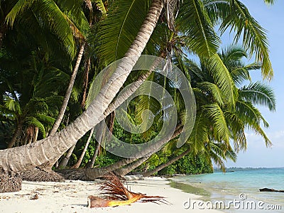 Beach no. 5, Havelock Island, Andaman Islands, Ind Stock Photo