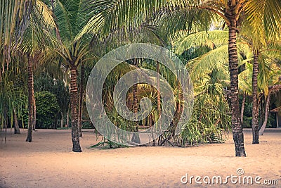 Beach palm trees scenery sunset island background vintage style Stock Photo