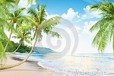 Beach with palm trees Stock Photo