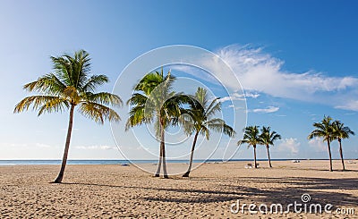 Beach with palms Stock Photo