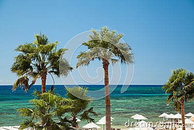 Beach palms Stock Photo