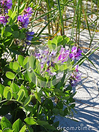Beach Pea plants grow in the dune sand on Crane Beach MAssachusetts Stock Photo