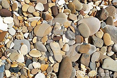 Beach pebbles and seashells Stock Photo