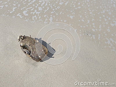 Beach plastic bottle garbage with shells . Sandy beach with bubble wave Stock Photo