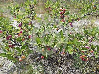 Prunus MarÃ­tima Plant. Stock Photo