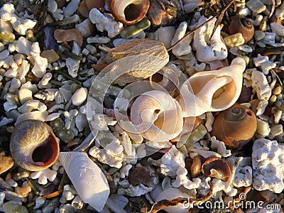 Detail of beach sand with sea shells Stock Photo