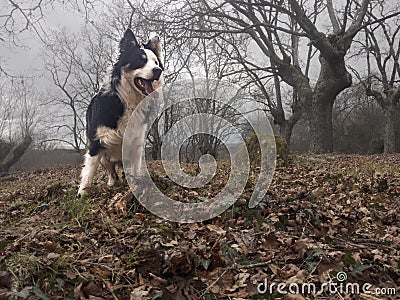 Dog playing in the park Stock Photo