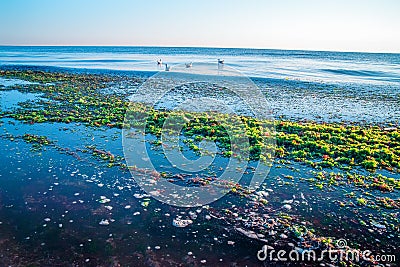 Beach in seaweed Stock Photo