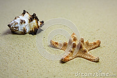 Beach shell and starfish Stock Photo
