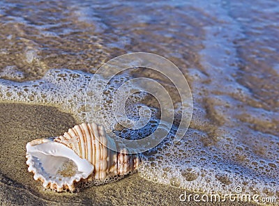 Beach shell in surf Stock Photo