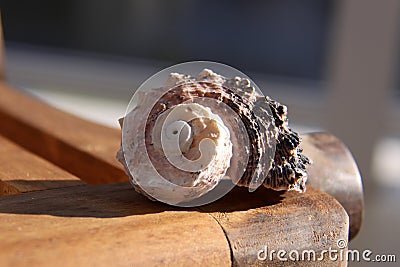 Beach Shell on wood Stock Photo