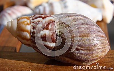 Beach Shell on wood 2 Stock Photo