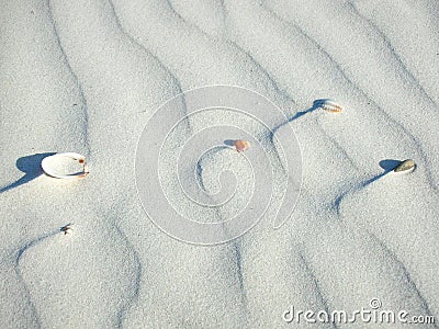 Beach shells Stock Photo