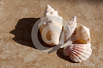 Beach Shells on tile Stock Photo