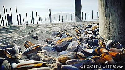Beach shells wather sand Holland blue Stock Photo