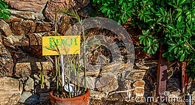 Beach sign in a plants vase Stock Photo