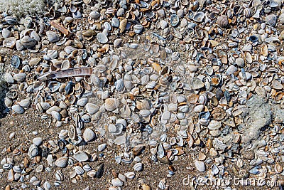 Beach with small warm colored shells, gray, brown, yellow, white and sea foam Stock Photo
