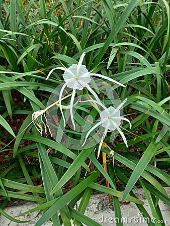 Beach Spider Lily in Jakarta Garden City Stock Photo