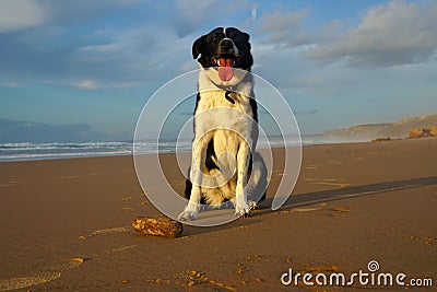 Beach stroll with dog Stock Photo