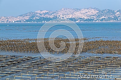 The beach under the blue sky, the laver and oyster farms are on the beach Stock Photo