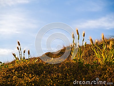 Beach vegetation background fluffy seed-heads catching morning light Stock Photo