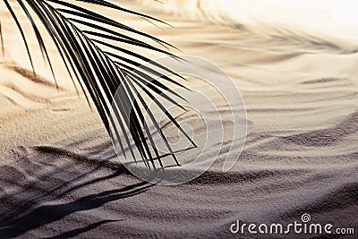 Beach with wavy white sand, palm leaf with shadow in golden sunset light with deep blue shadow, copy space. Sunny warm dusk beach Stock Photo