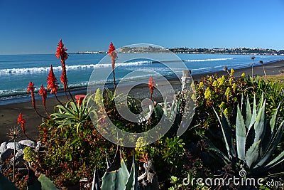 Beachfront garden in Westshore, Hawkes Bay, New Zealand Stock Photo