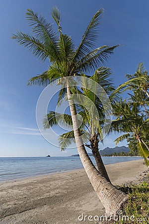 Beachside with coconut tree, Koh Chang, Thailand Stock Photo