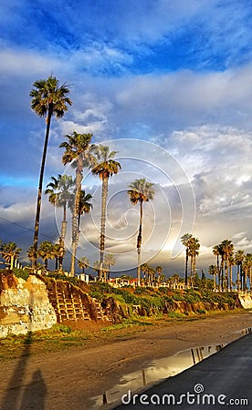 Beachwalk lined with palm trees Stock Photo