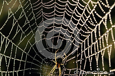 Beaded cobweb Stock Photo