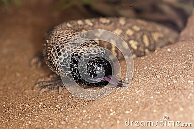 Beaded Lizard, heloderma horridum, Adult with Tongue Out, a Venomous Specy Stock Photo