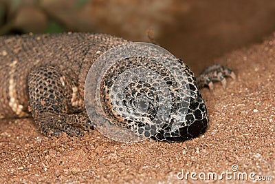 BEADED LIZARD heloderma horridum, A VENOMOUS SPECY, ADULT Stock Photo