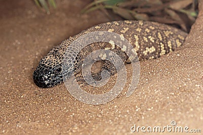 BEADED LIZARD heloderma horridum, A VENOMOUS SPECY, COMING OUT OF A CAVITY Stock Photo