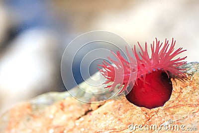 Beadlet anemone Stock Photo
