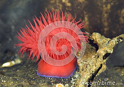 Beadlet Anemone - Actinia equina Stock Photo