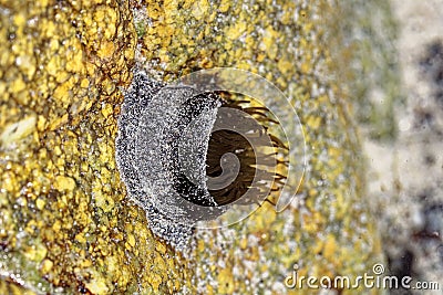 Beadlet anemone, Actinia equina, in a rockpool Stock Photo
