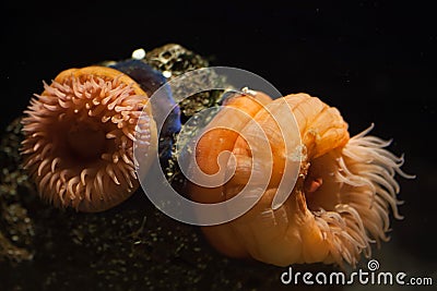 Beadlet anemone (Actinia equine). Stock Photo